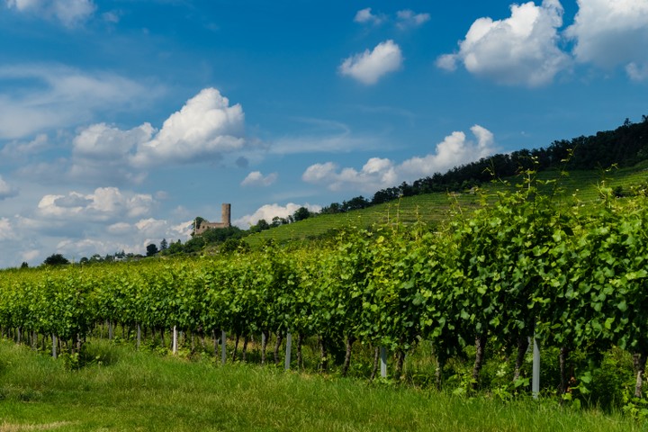 Blick über die Weinreben zur Strahlenburg