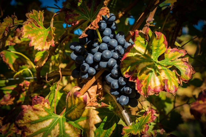 Rote Weintrauben im Farbenspiel